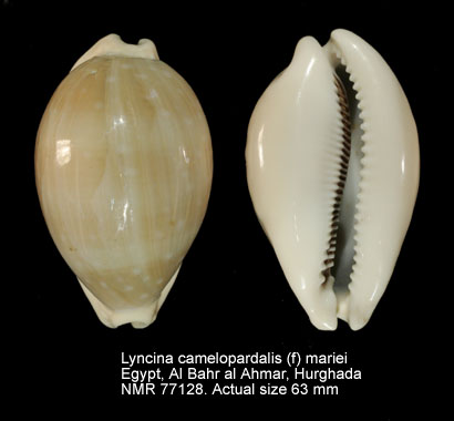 Lyncina camelopardalis (f) mariei.jpg - Lyncina camelopardalis (f) marieiSchilder,1927